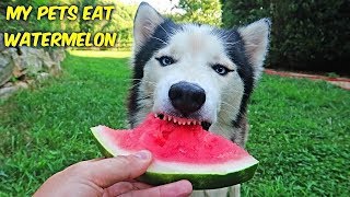 My Husky Try Fruits And Vegetables - ASMR