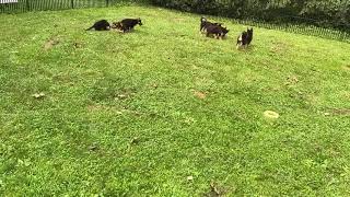 German Shepherd Mix Puppies