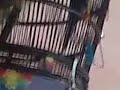 image Burung Perkutut Jawa Kesayangan Teman