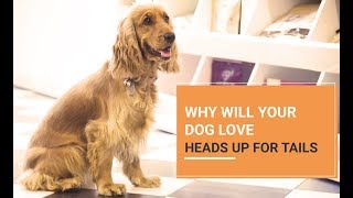 Why will your dog love Heads Up For Tails!
