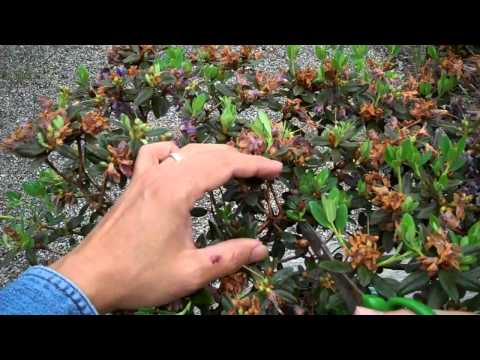 Satsuki Bonsai on Rhododendron Ramapo Bonsai Preparation Part I Pruning Mp4