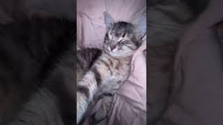 Cat Rizz