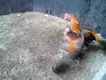 image Ayam Sabung Si Godam Sikuya Jawara