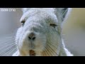 Funny Talking Animals - Walk On The Wild Side - Episode Four Preview - BBC One