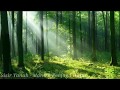 Sisir Tanah - Mantra Penjaga Hutan (lirik)