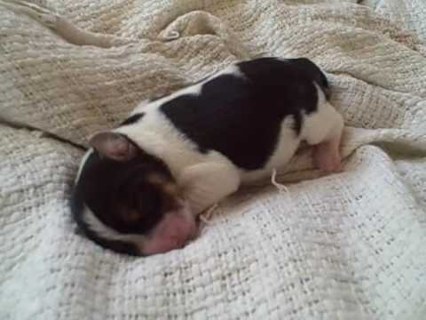 newborn beagle puppies beagle newborn puppies newborn beagle puppies beagle newborn puppies