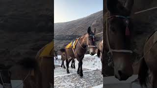 Donkeys In Santorini - European Summer Traveling Greece Vlog