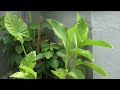 Samsung HMX H204 Test Video: Leafy Things