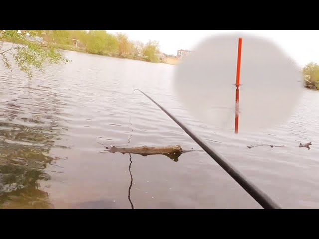 Рыбалка на поплавок маховой удочкой. Ловля карася 2021