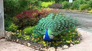 Un Paon Au Jardin Des Martels Département Du Tarn
