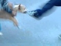 perro asecion de zapatos