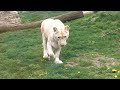 Cutest Lion Nuzzle