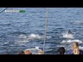 Mass dolphin stampede: Tourists witness rare spectacle off California