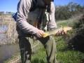 Un video donde los amigos de Peskacor devuelven algunas capturas conseguidas pescando a mosca