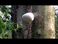 polypore