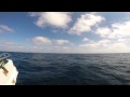 GoPro: Giant Manta Rays