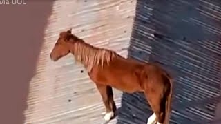 Лошадь Залезла На Крышу Затопленного Дома И Спаслась От Наводнения В Бразилии
