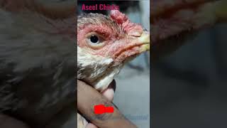 Aseel Chicks New Video