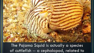 Meet The Pajama Squid