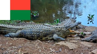 În Sălbăticia  Madagascarului - Printre Lemurieni, Cameleoni,Șerpi Șopârle Și Crocodili Periculoși