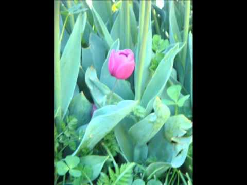hajisaeed62 Noor Jahan Ghazal Jo Na Mil Sakey Wohi Bewafa...