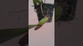 Bulbophylum crassipes in Bangladesh.