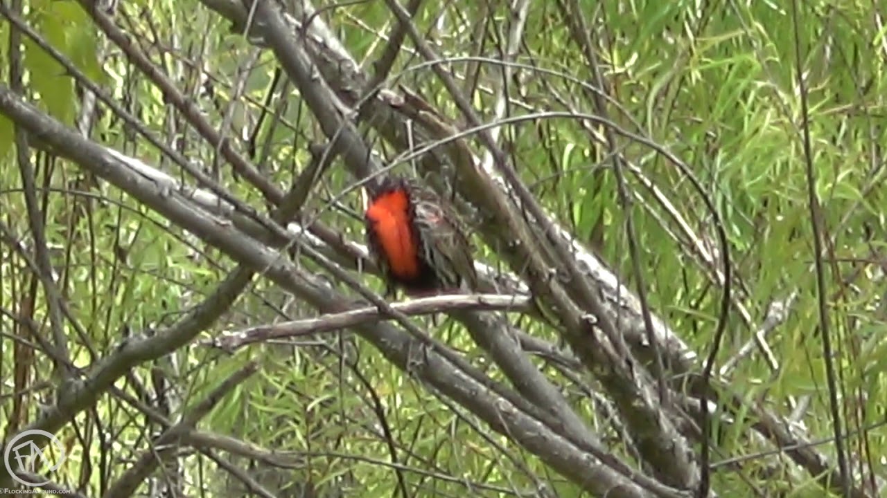 Peruvian Meadowlark near Chachapoyas
