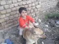 بازي كودك با سگ