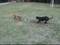 Tom Garner Kennels Tugging Contest: Dynamo vs Bobby Peru