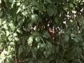 Cherry and Better Boy Tomato Plants that are 3 months old