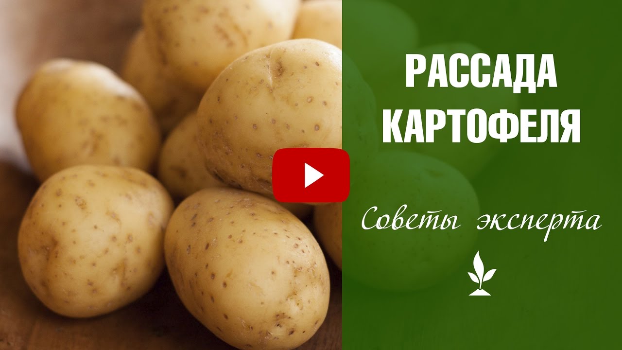 Что такое выращивание элитного картофеля Что такое выращивание элитного картофеля