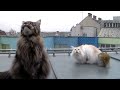 Cute Maine Coons chattering at city birds - pretty funny