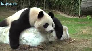 Funny Animals, Funny People #831