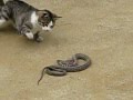 cat kills snake