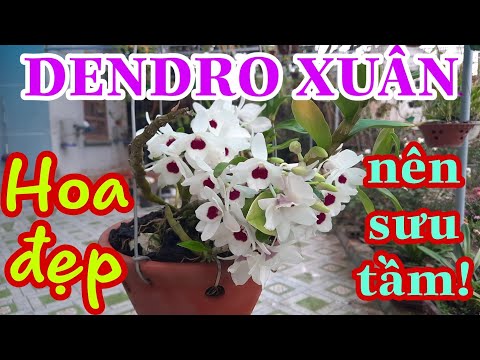 DENDRO XUÂN - MỘT LOẠI LAN ĐÁNG CHƠI! @Người Nông Dân Trồng Lan