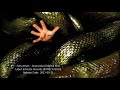 Fon.Leman - Anaconda (Original Mix)