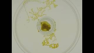 NJIT Swarm Lab slime mold timelapse