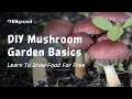 How To Grow Edible Mushrooms In Your Home Garden | Milkwood