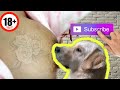 Amamantando a mi perrita | hi rush