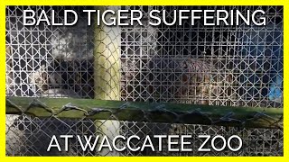 Bald Tiger Suffering in Deplorable Conditions at Waccatee Zoological Farm