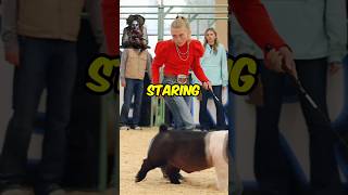 Showing Pigs With Intense Eye Contact