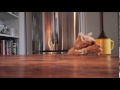 This cat is NED EP12 - On any given day