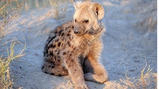 YOUNG HYENAS LAUGHING