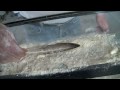 BP Gulf Oil Spill Solutions - Foam-X - Part One