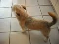 Jack the dog dancing
