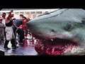 Megalodon Shark Is Biggest Shark That Ever Lived Real Or images Megalodon Shark Is Biggest Shark That Ever Lived Real Or
