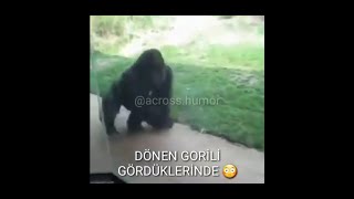 Dönen Gori̇l