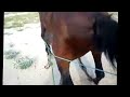 image Horse Mating With Donky Very Funny Overload Female Donkey
