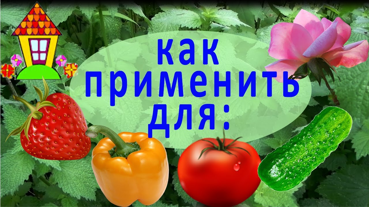 Настой из растений удобрение Настой из растений удобрение
