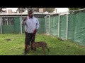 Forgotten  puppy Micky , needs rescue!  Yasin, teaching Micky  few training tips